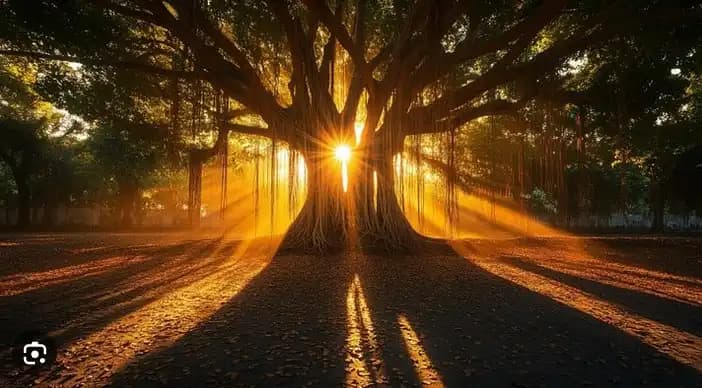 Image for Professional